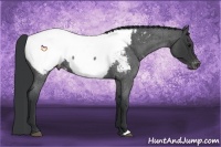 Horse Color:Blue Roan Snowcap Rabicano 