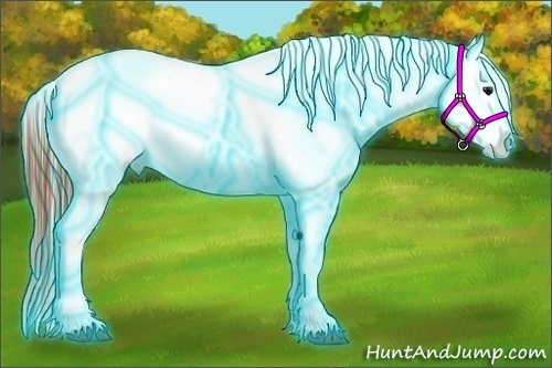Horse Color:Thunderstruck Bay Appaloosa 