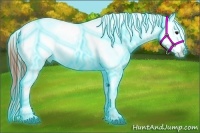 Horse Color:Thunderstruck Bay Appaloosa