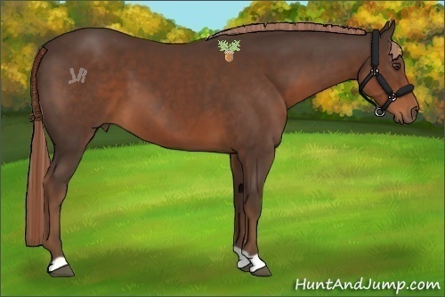 Horse Color:Liver Chestnut 