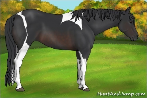 Horse Color:Brown Tobiano