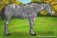 Horse Color:Black Ice 