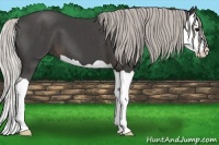 Horse Color:Silver Black Splash