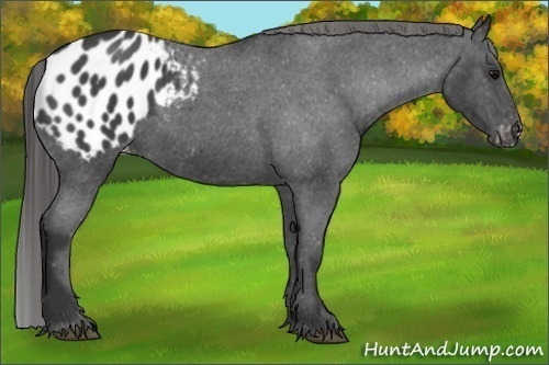 Horse Color:Blue Roan Appaloosa 