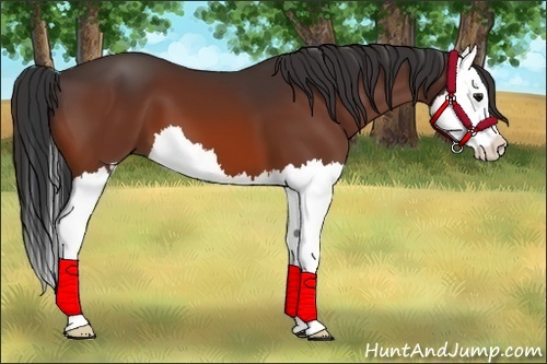 Horse Color:Bay Splash 