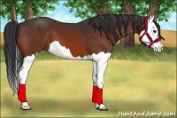 Horse Color:Bay Splash 