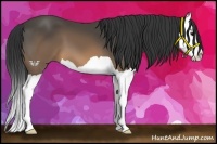 Horse Color:Buckskin Splash 