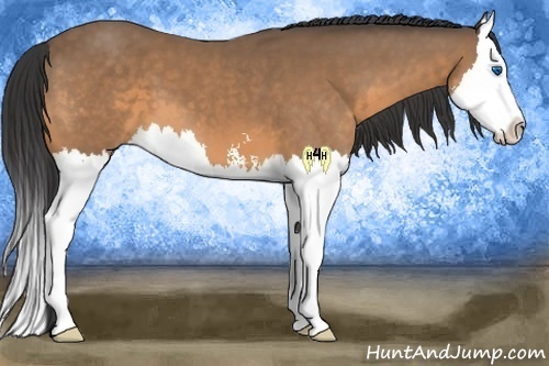 Horse Color:Buckskin Sabino Splash 