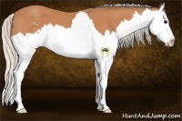 Horse Color:Silver Bay Sabino Splash
