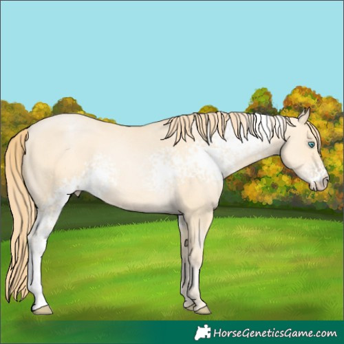 Horse Color:White Spotted Buckskin Pearl 
