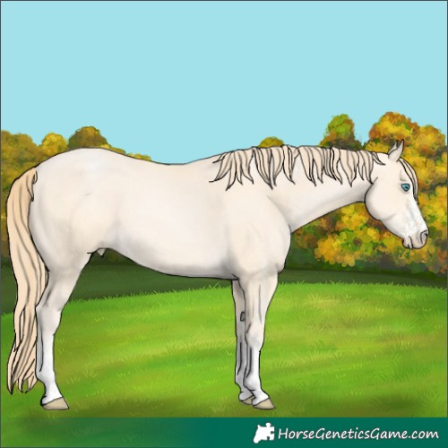 Horse Color:White Spotted Buckskin Pearl 