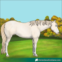 Horse Color:White Spotted Buckskin Pearl 
