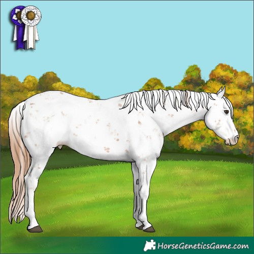 Horse Color:Chestnut Sabino 