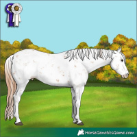 Horse Color:Chestnut Sabino