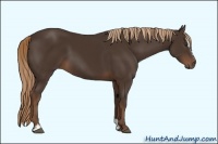 Horse Color:Liver Chestnut Sabino 