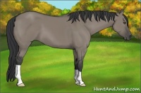 Horse Color:Grullo 