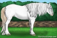 Horse Color:Amber Champagne Splash Near Leopard 