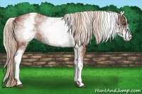 Horse Color:White Spotted Chestnut 