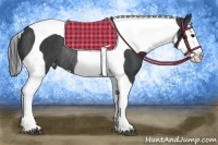 Horse Color:Black Splash Tobiano Varnish Rabicano 