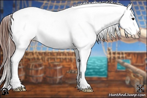 Horse Color:Brown Appaloosa 