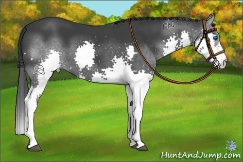 Horse Color:Black Splash 