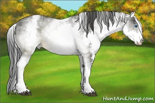 Horse Color:White Spotted Buckskin Splash 