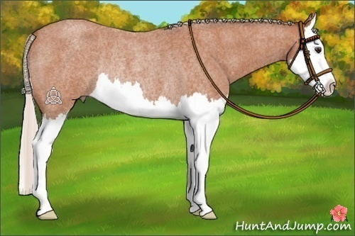 Horse Color:Silver Bay Roan Splash Rabicano 
