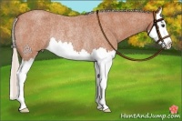 Horse Color:Silver Bay Roan Splash Rabicano 