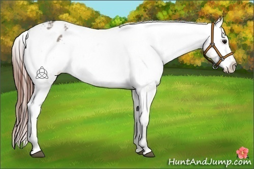 Horse Color:Brown Roan Dun Varnish 