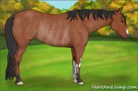 Horse Color:Bay Frame Rabicano 