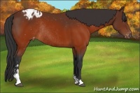 Horse Color:Brown Sabino Varnish Rabicano 