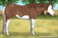 Horse Color:Chestnut Splash