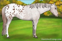 Horse Color:Chestnut Appaloosa