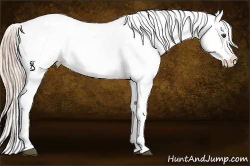 Horse Color:Palomino Dun Varnish