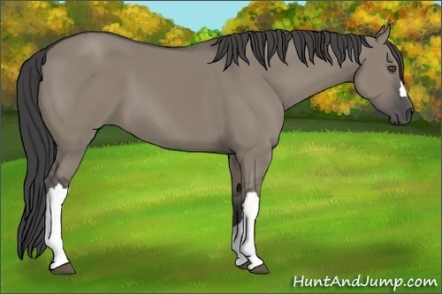 Horse Color:Smoky Grullo 