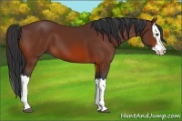 Horse Color:Bay Splash 