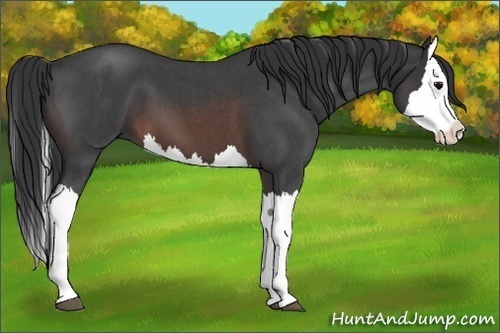 Horse Color:Brown Roan Splash