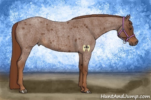 Horse Color:Red Roan 