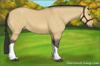 Horse Color:Buckskin Dun