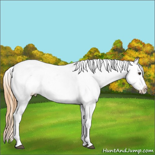 Horse Color:Chestnut Ice Tobiano Blanket 