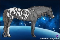 Horse Color:Smoky Black Appaloosa 