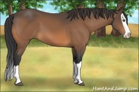 Horse Color:Buckskin Splash 