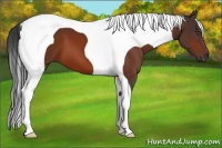Horse Color:Bay Tobiano 