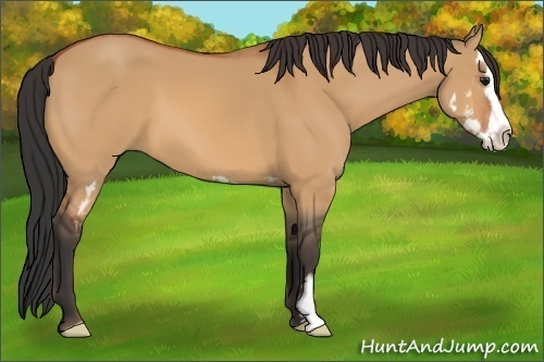 Horse Color:Unknown 