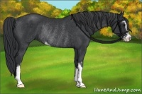 Horse Color:Black Sabino Rabicano 