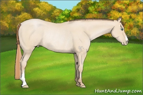 Horse Color:Smoky Black Pearl Rabicano 