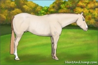Horse Color:Smoky Black Pearl Rabicano 