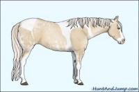 Horse Color:White Spotted Silver Grullo Ice Pearl Splash Tobiano