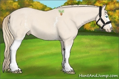 Horse Color:White Spotted Perlino 