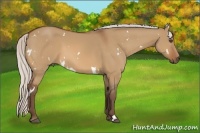Horse Color:White Spotted Silver Bay Dun Sabino 